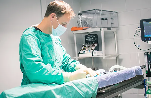 Veterinarian in surgical gown preparing for surgery
